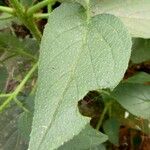 Trichodesma africanum Hoja