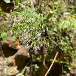 Campanula divaricata 花