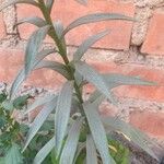 Lilium longiflorum Leaf