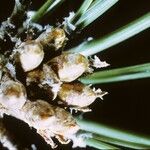 Pinus lambertiana Hoja