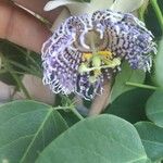 Passiflora ligularis Fleur