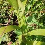 Chasmanthium latifolium Кора