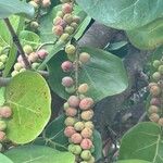 Coccoloba uvifera Fruit