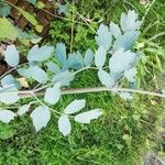 Thalictrum flavum Blad