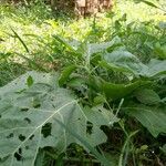 Solanum aethiopicum Leaf