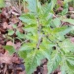 Solanum lycopersicum Blad