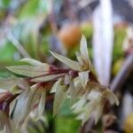 Bulbophyllum nutans Blomst