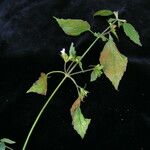 Hypoestes triflora Hábito