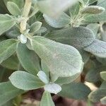 Salvia chamaedryoides Hoja