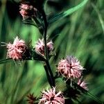 Liatris scariosa Elinympäristö