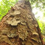 Afzelia bipindensis Casca