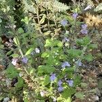 Clinopodium grandiflorum Habit