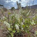 Sericocomopsis hildebrandtii Habit