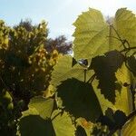 Vitis vulpina 叶