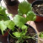 Pimpinella anisum Feuille