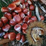 Castanea sativa Mbuma
