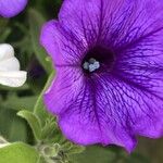 Petunia × atkinsiana Õis