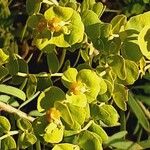 Euphorbia segetalis Blatt