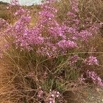 Limonium insigne Habit