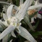 Leontopodium nivale Fleur