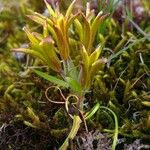 Gagea bohemica Libunga