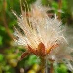 Dryas octopetalaFrukt