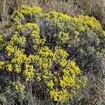 Tetradymia canescensBlodyn