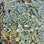 Saxifraga cotyledon 葉