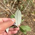 Salvia discolor Feuille