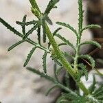 Crupina crupinastrum Leaf