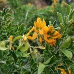 Medicago arborea Φρούτο