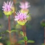 Monardella odoratissima Kvet