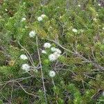 Melaleuca gnidioides Hábito