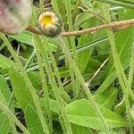 Pilosella officinarum Flower