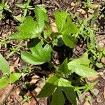 Passiflora edulis 葉