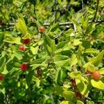 Lonicera maackii Blad