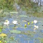 Nymphaea lotus Casca