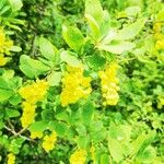 Berberis amurensis ᱥᱟᱠᱟᱢ