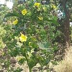 Malachra alceifolia Flower