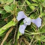Cipura paludosa Virág