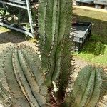 Euphorbia polygona Φύλλο