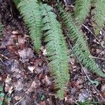 Polystichum aculeatum Blad