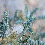 Astragalus piptocephalus Blodyn