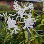 Nerine bowdeniiÕis