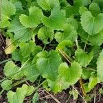 Doronicum plantagineum ഇല