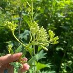 Arnoglossum atriplicifolium Flower