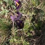 Anemone montana Flor