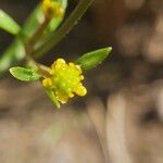 Ranunculus ophioglossifolius Fula