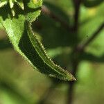 Silphium asteriscus Leaf