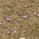 Colchicum bulbocodium Tervik taim